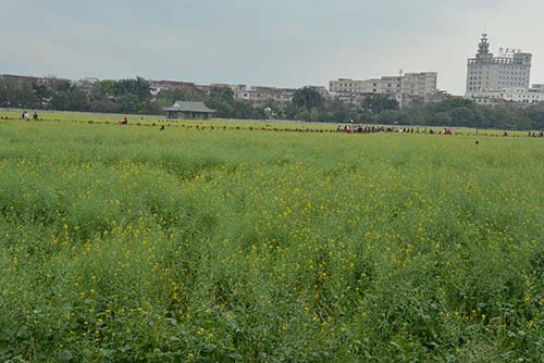 凱力克賞花 凱力克賞花